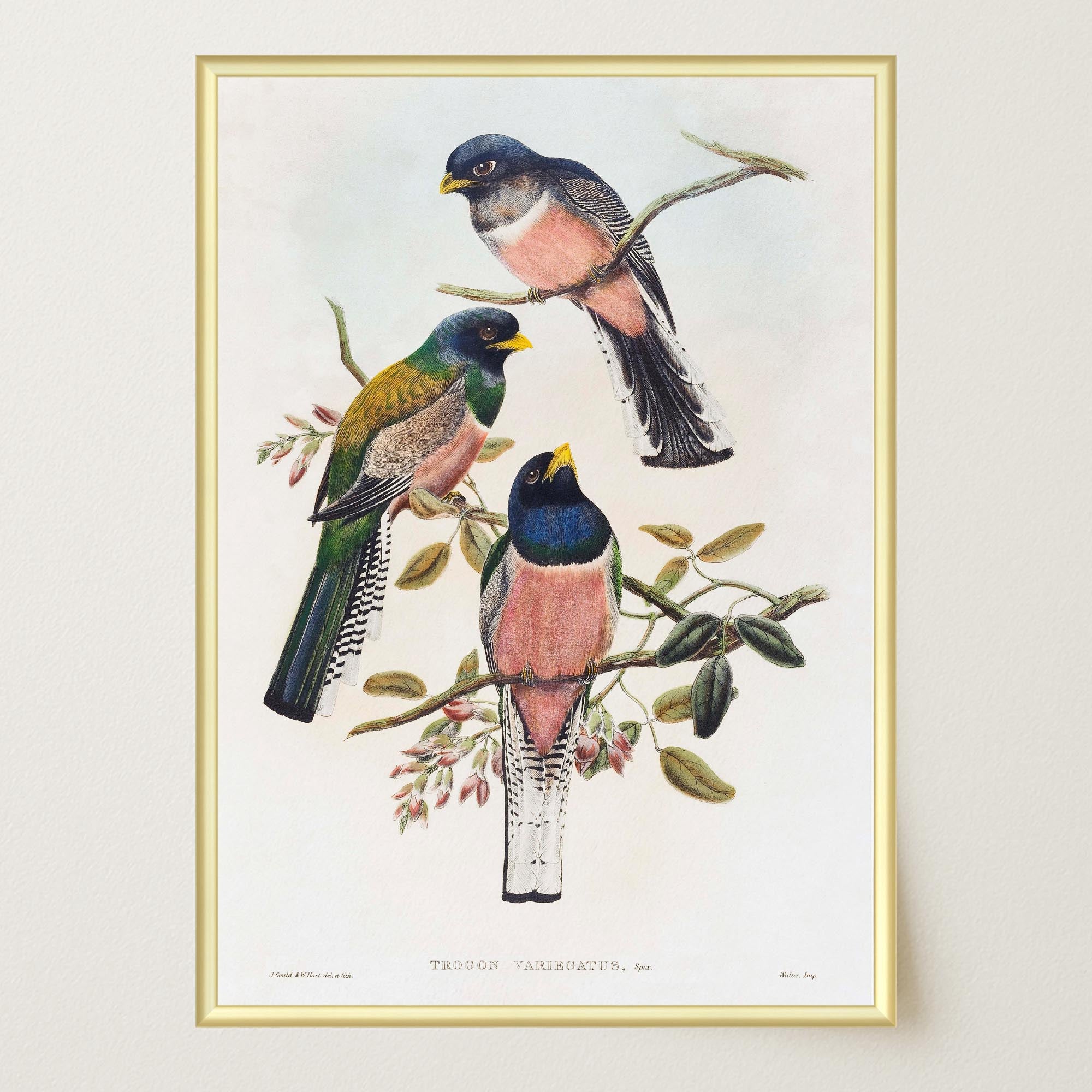 Vintage Bird Study Wall Art Print-Skudaboo