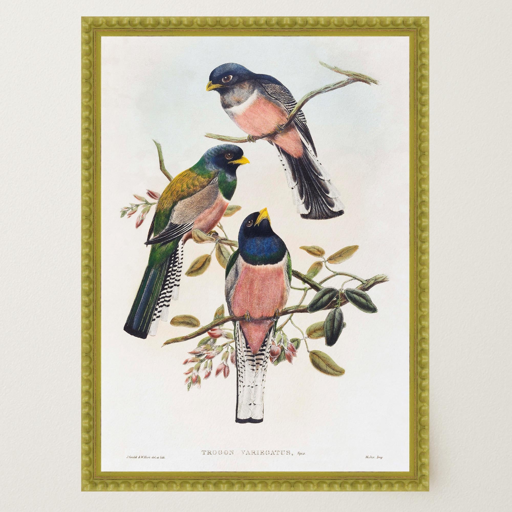 Vintage Bird Study Wall Art Print-Skudaboo