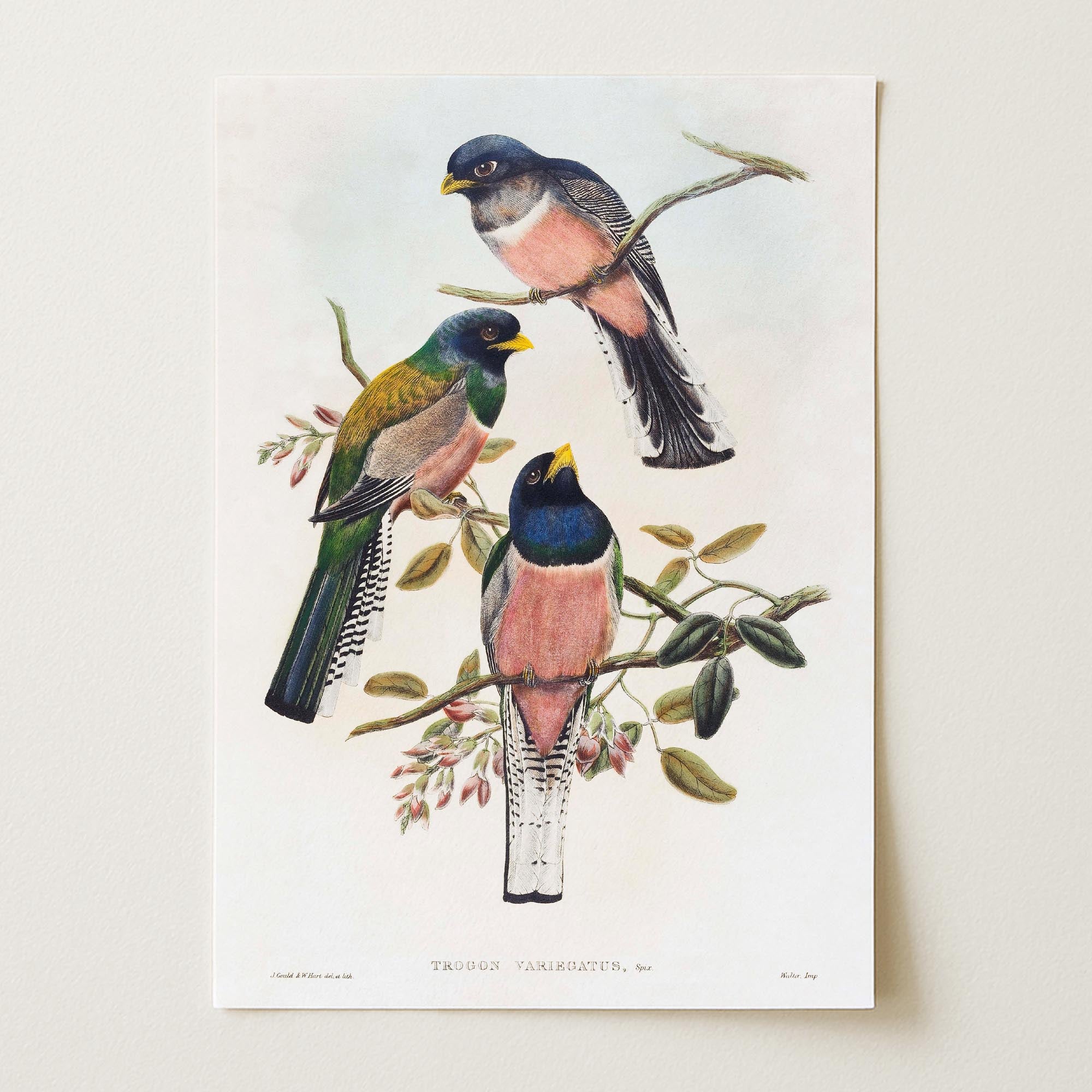 Vintage Bird Study Wall Art Print-Skudaboo
