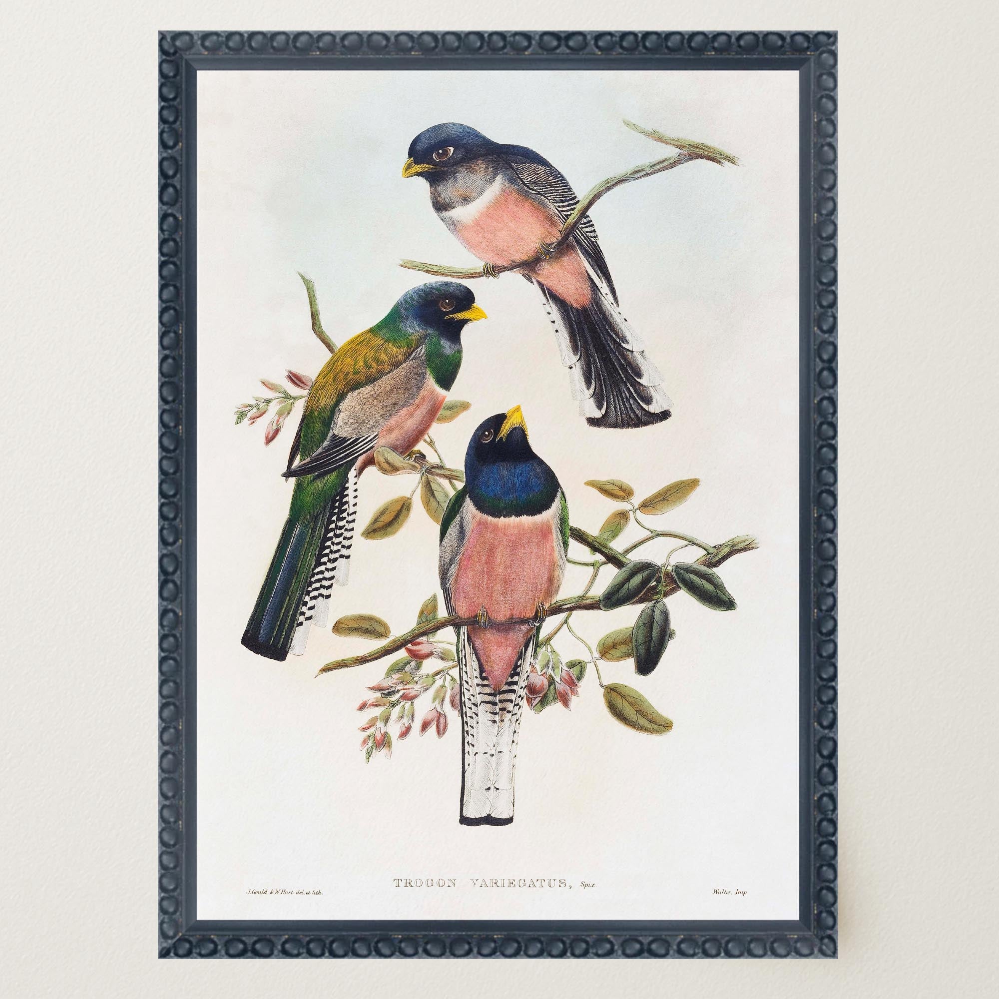 Vintage Bird Study Wall Art Print-Skudaboo