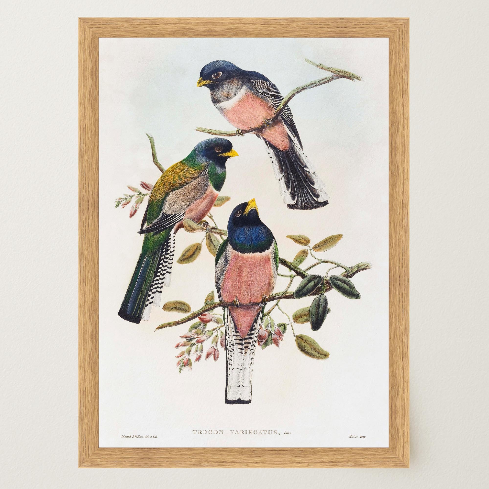 Vintage Bird Study Wall Art Print-Skudaboo