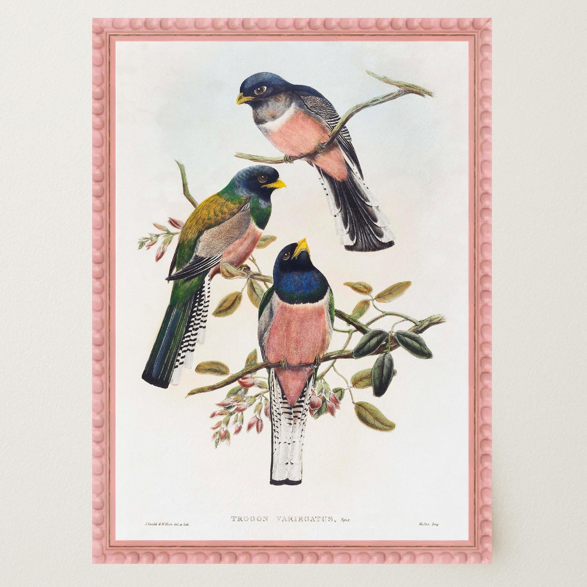 Vintage Bird Study Wall Art Print-Skudaboo