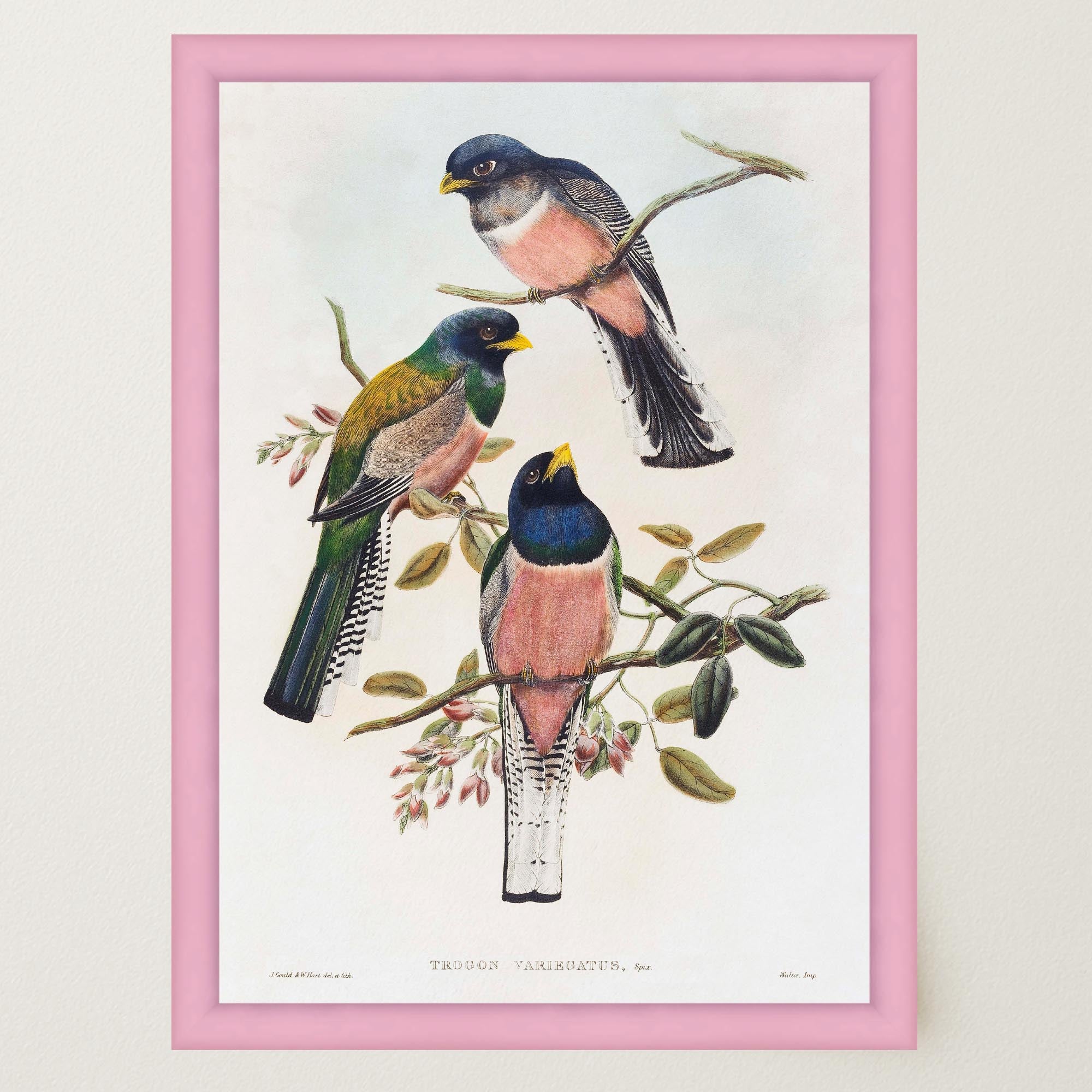 Vintage Bird Study Wall Art Print-Skudaboo