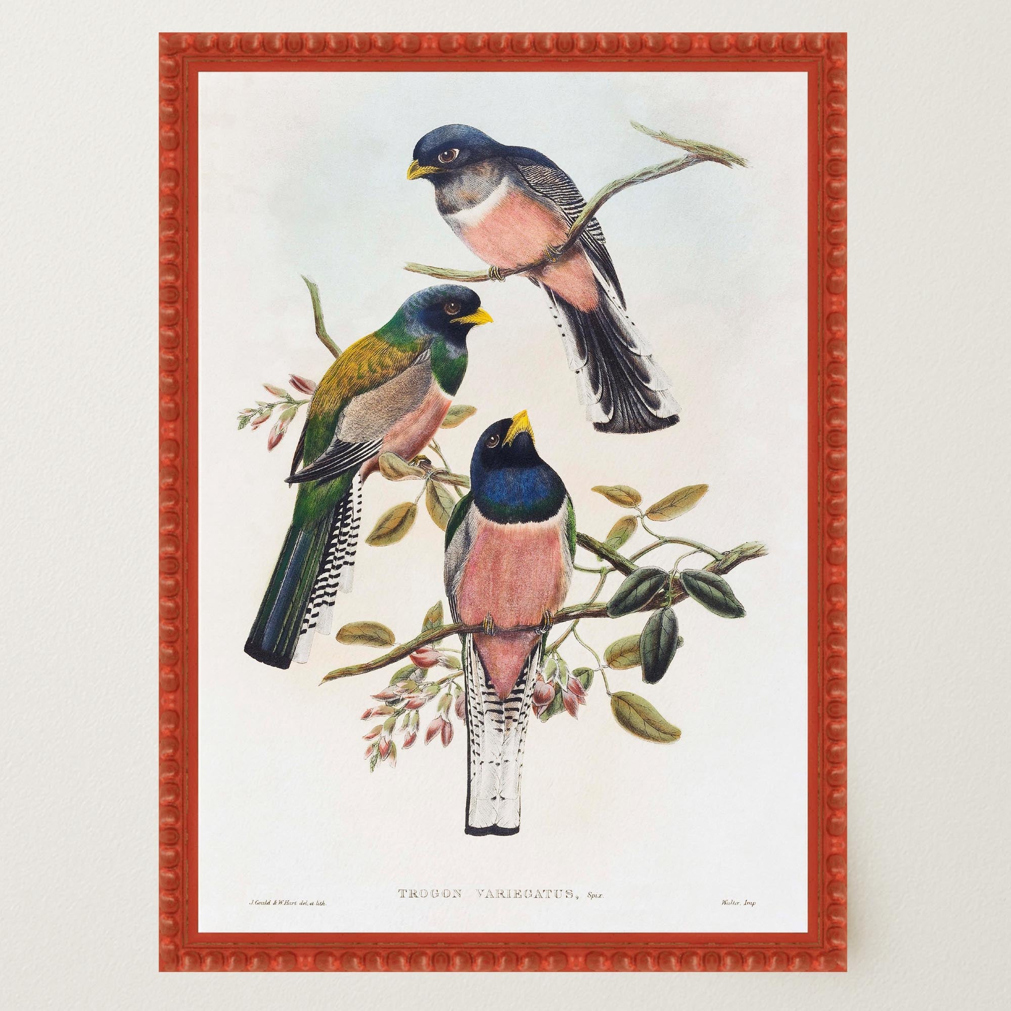 Vintage Bird Study Wall Art Print-Skudaboo