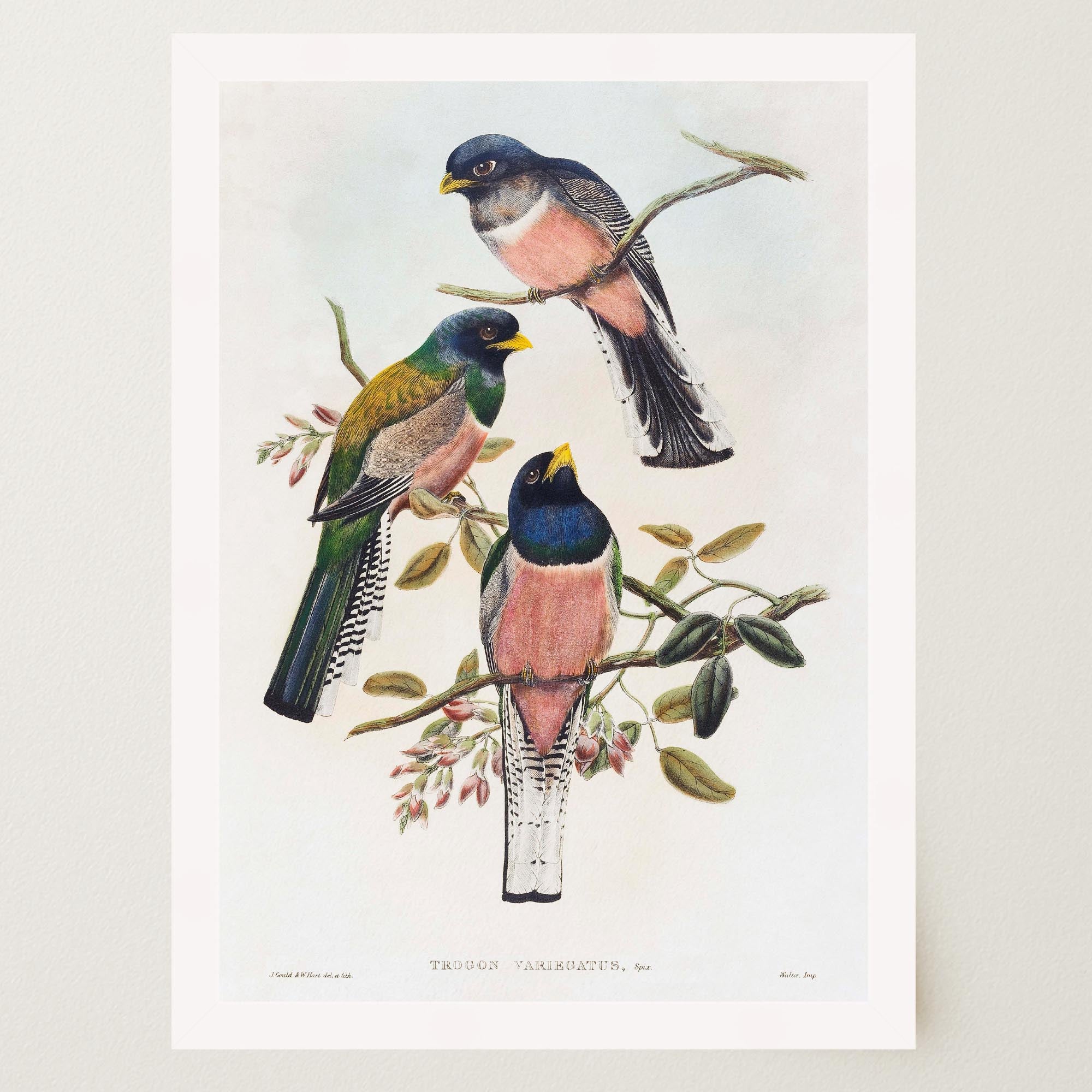 Vintage Bird Study Wall Art Print-Skudaboo