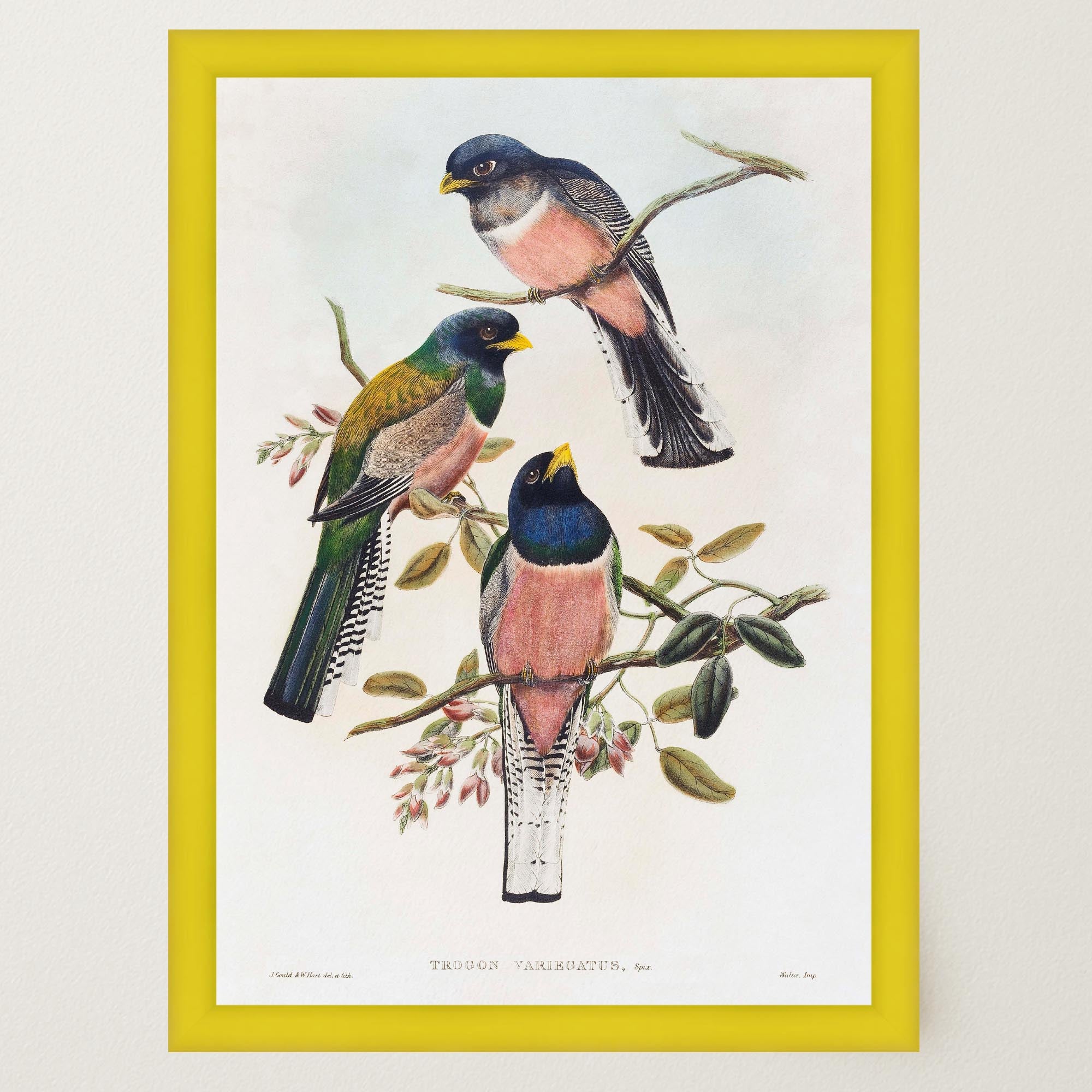 Vintage Bird Study Wall Art Print-Skudaboo