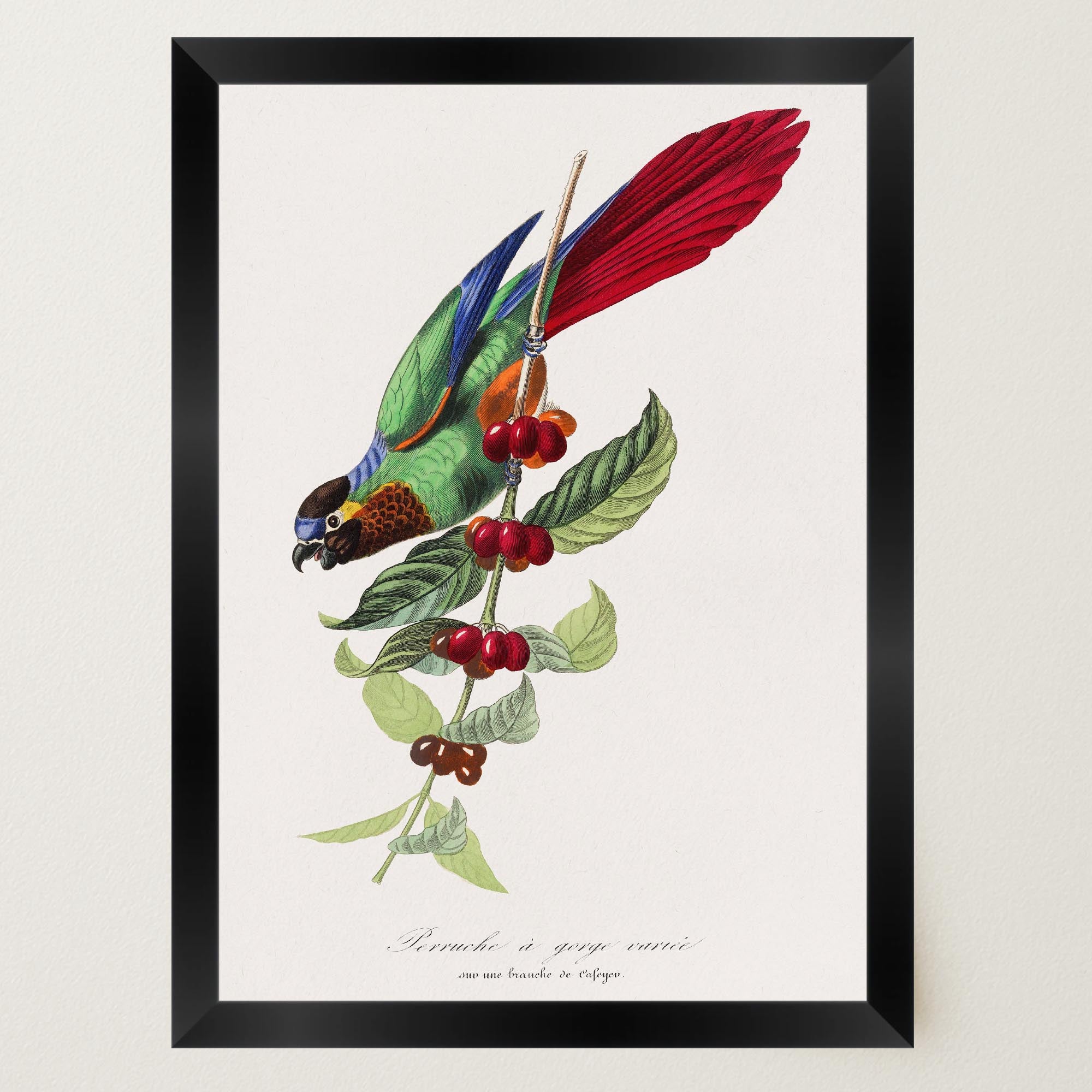 Parakeet Bird Vintage Wall Art Print-Skudaboo
