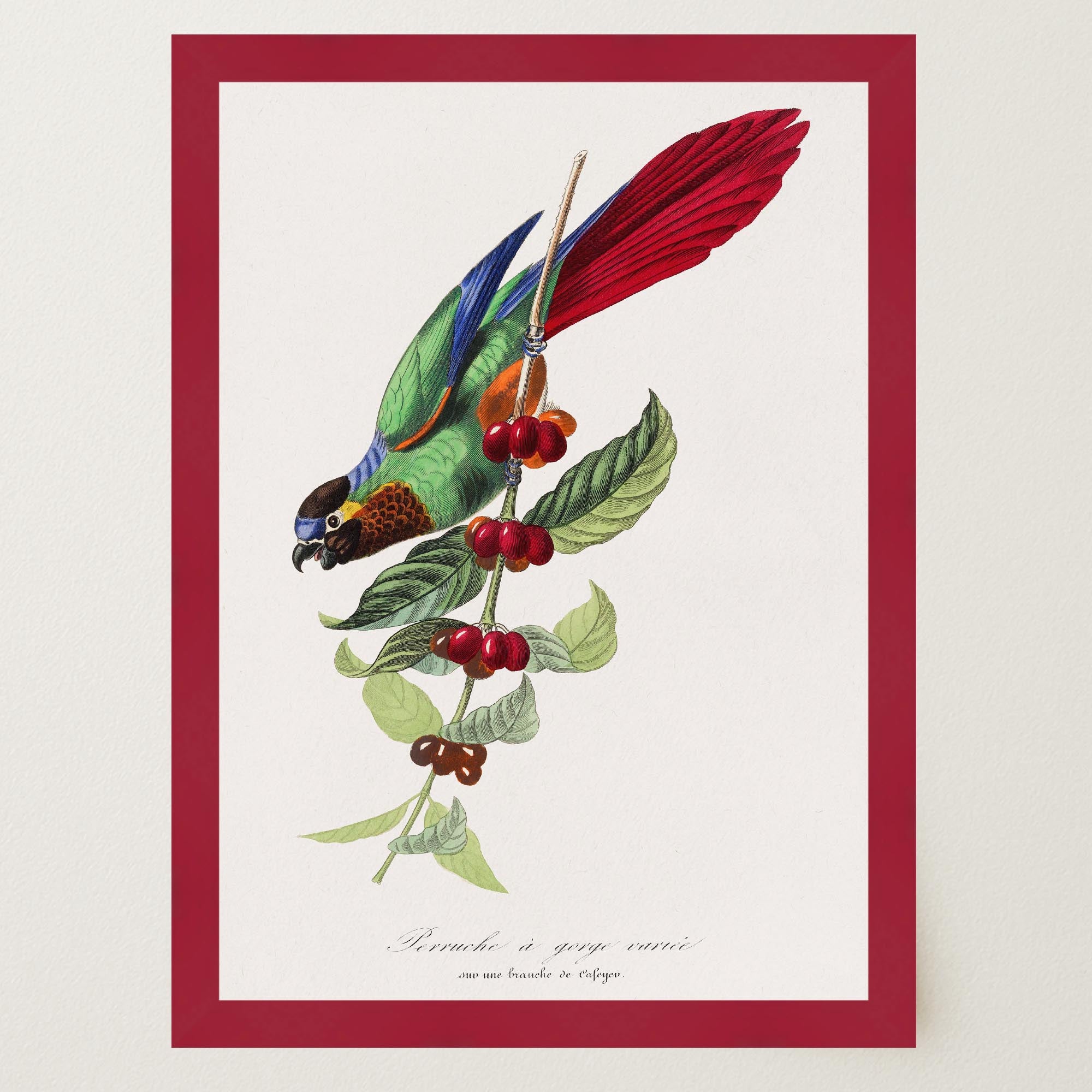 Parakeet Bird Vintage Wall Art Print-Skudaboo