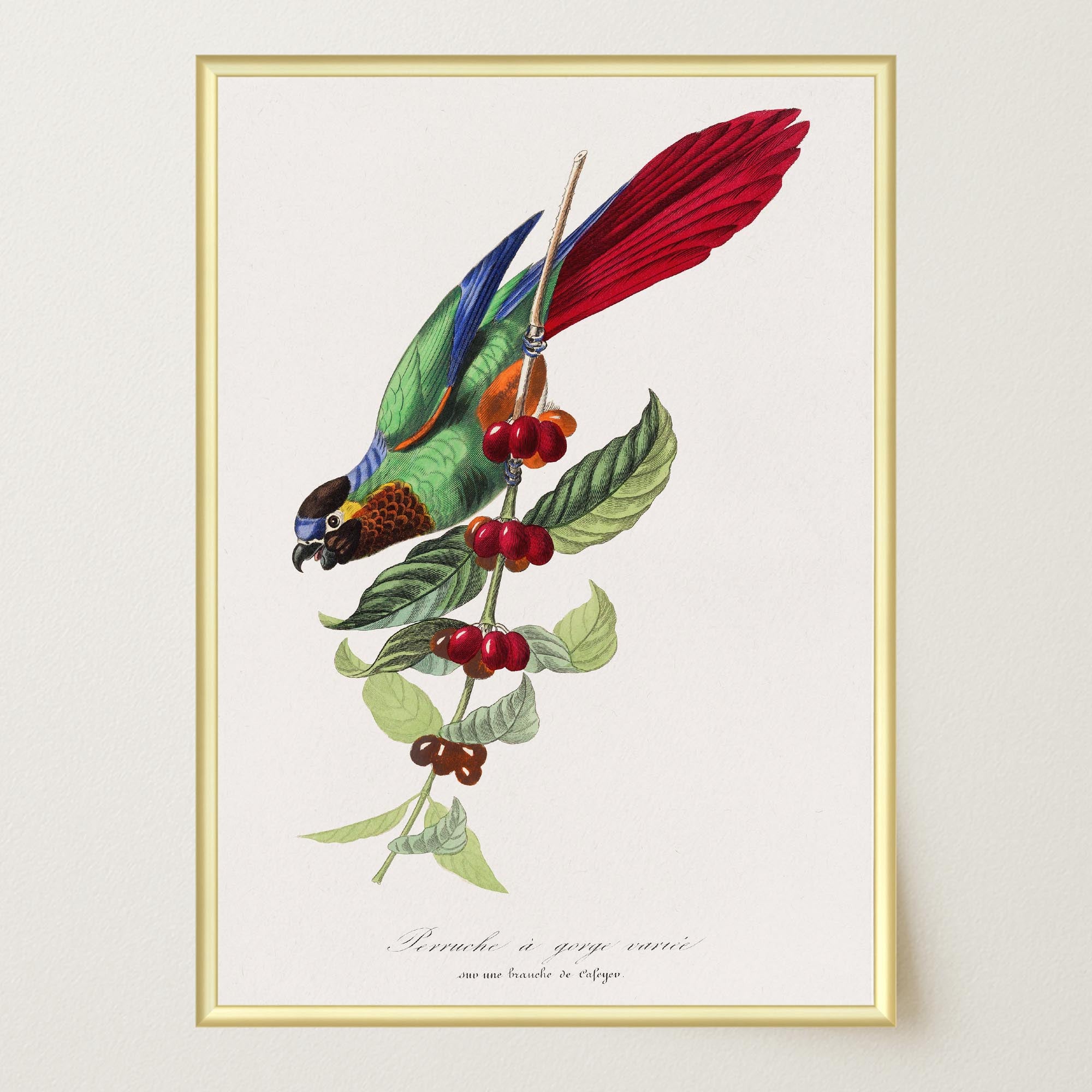 Parakeet Bird Vintage Wall Art Print-Skudaboo
