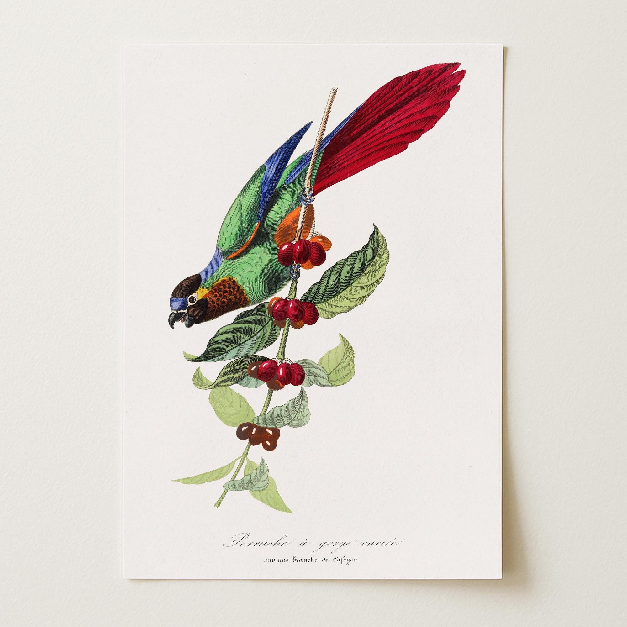 Parakeet Bird Vintage Wall Art Print-Skudaboo