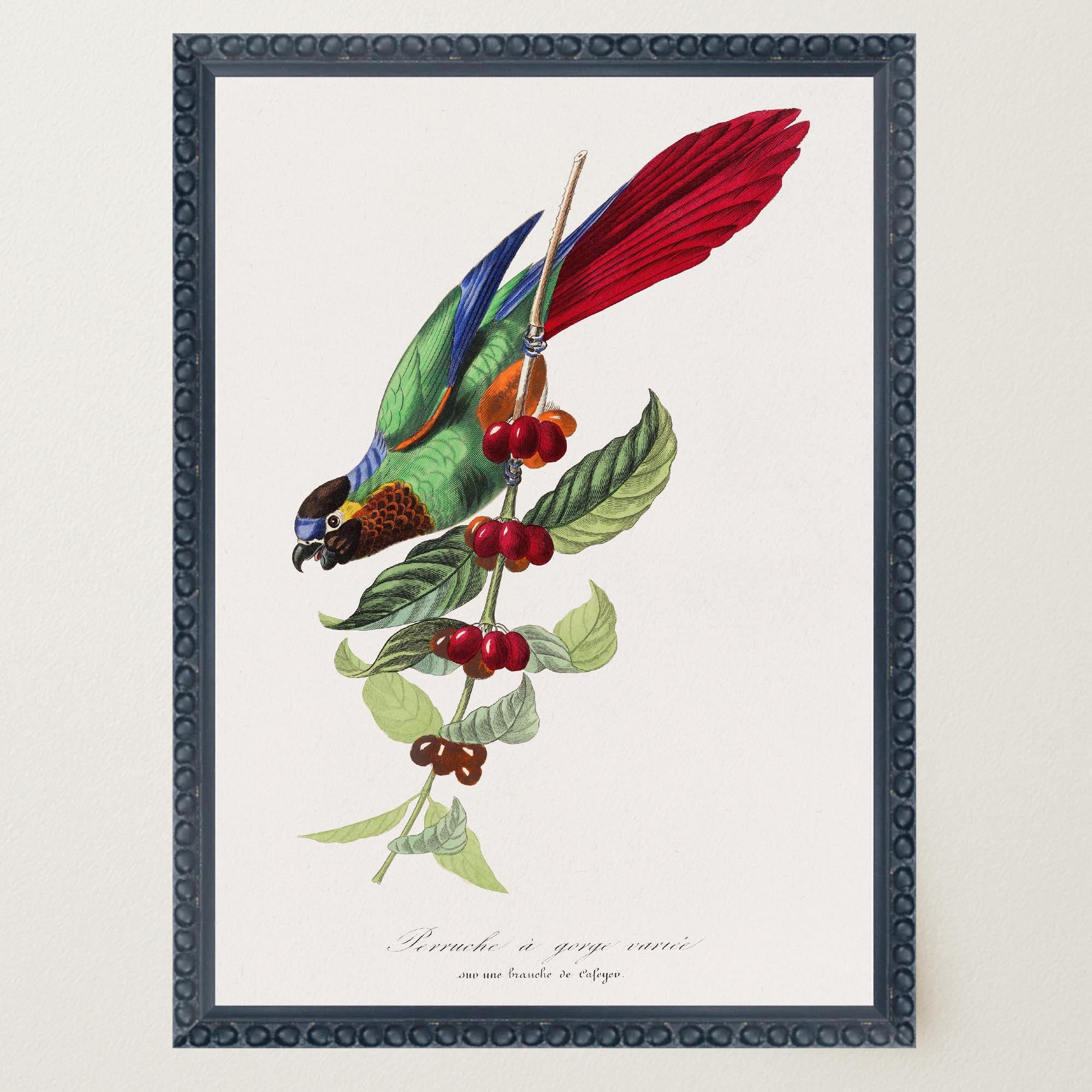 Parakeet Bird Vintage Wall Art Print-Skudaboo