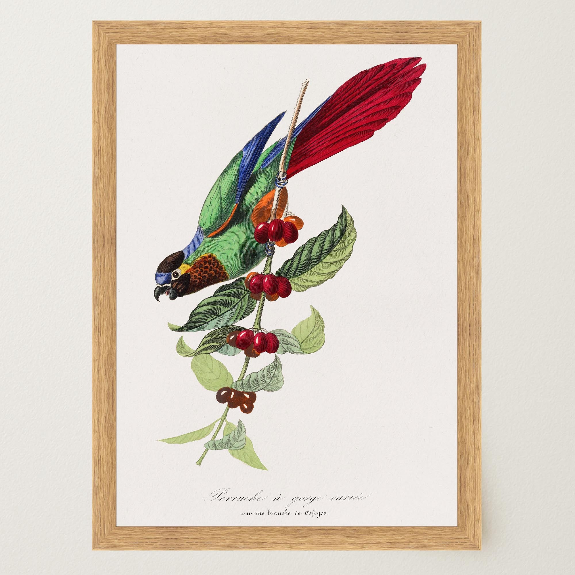 Parakeet Bird Vintage Wall Art Print-Skudaboo