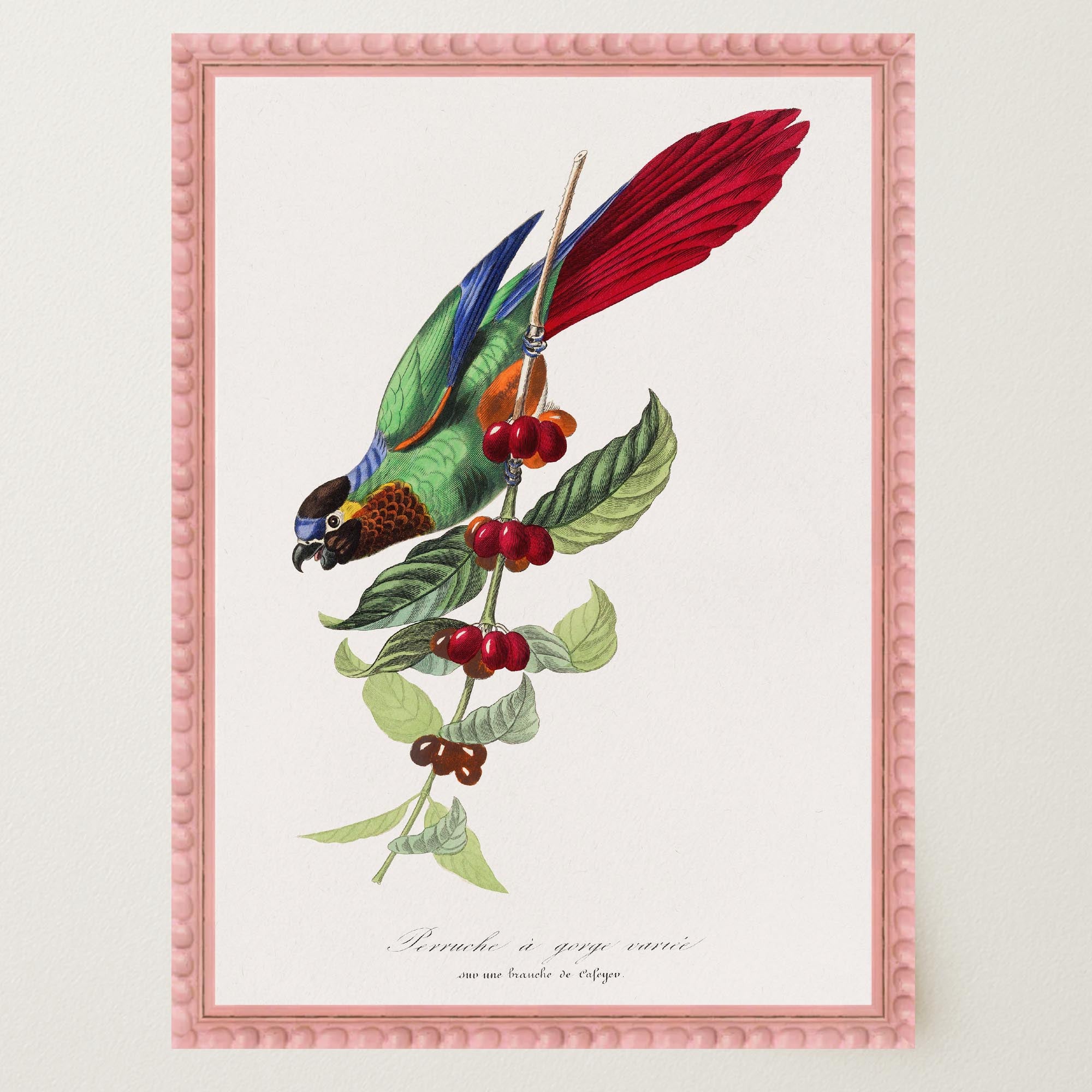 Parakeet Bird Vintage Wall Art Print-Skudaboo
