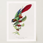 Parakeet Bird Vintage Wall Art Print-Skudaboo