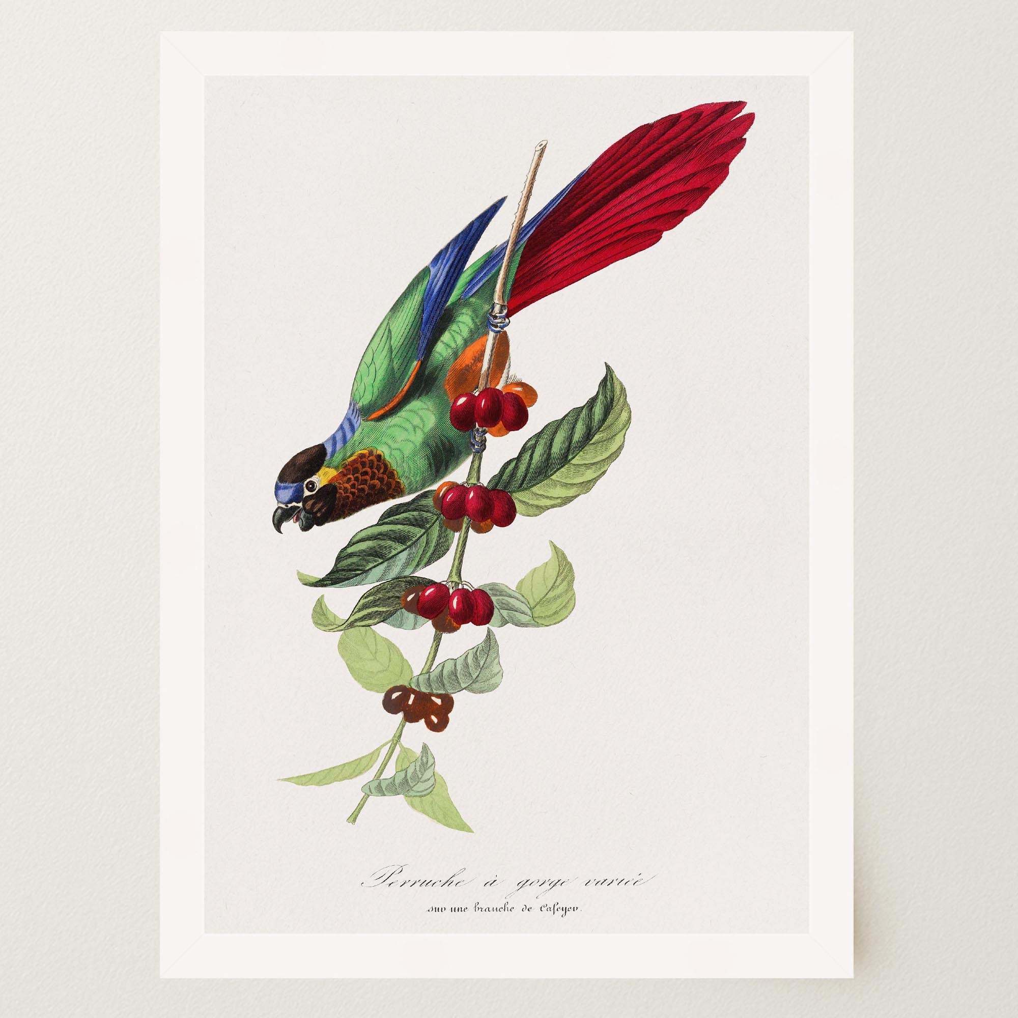 Parakeet Bird Vintage Wall Art Print-Skudaboo