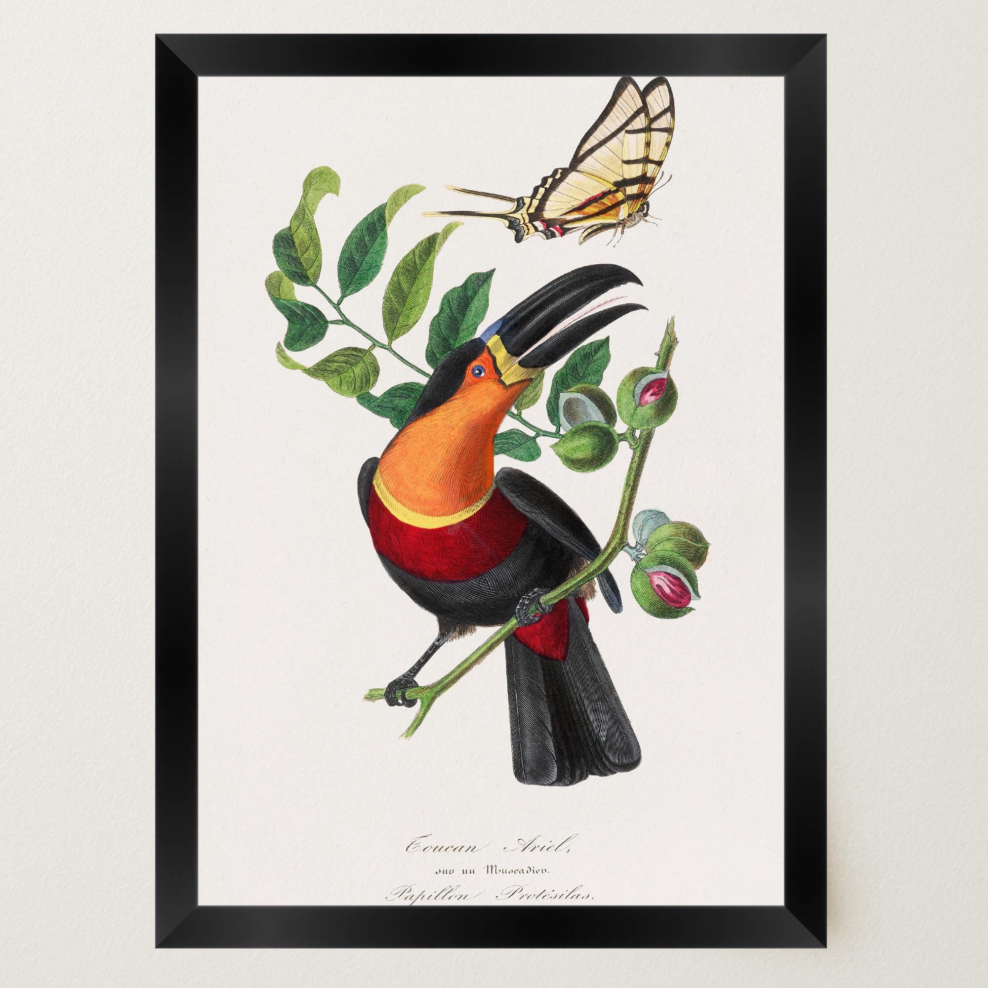 Toucan Tropical Bird Vintage Wall Art Print-Skudaboo