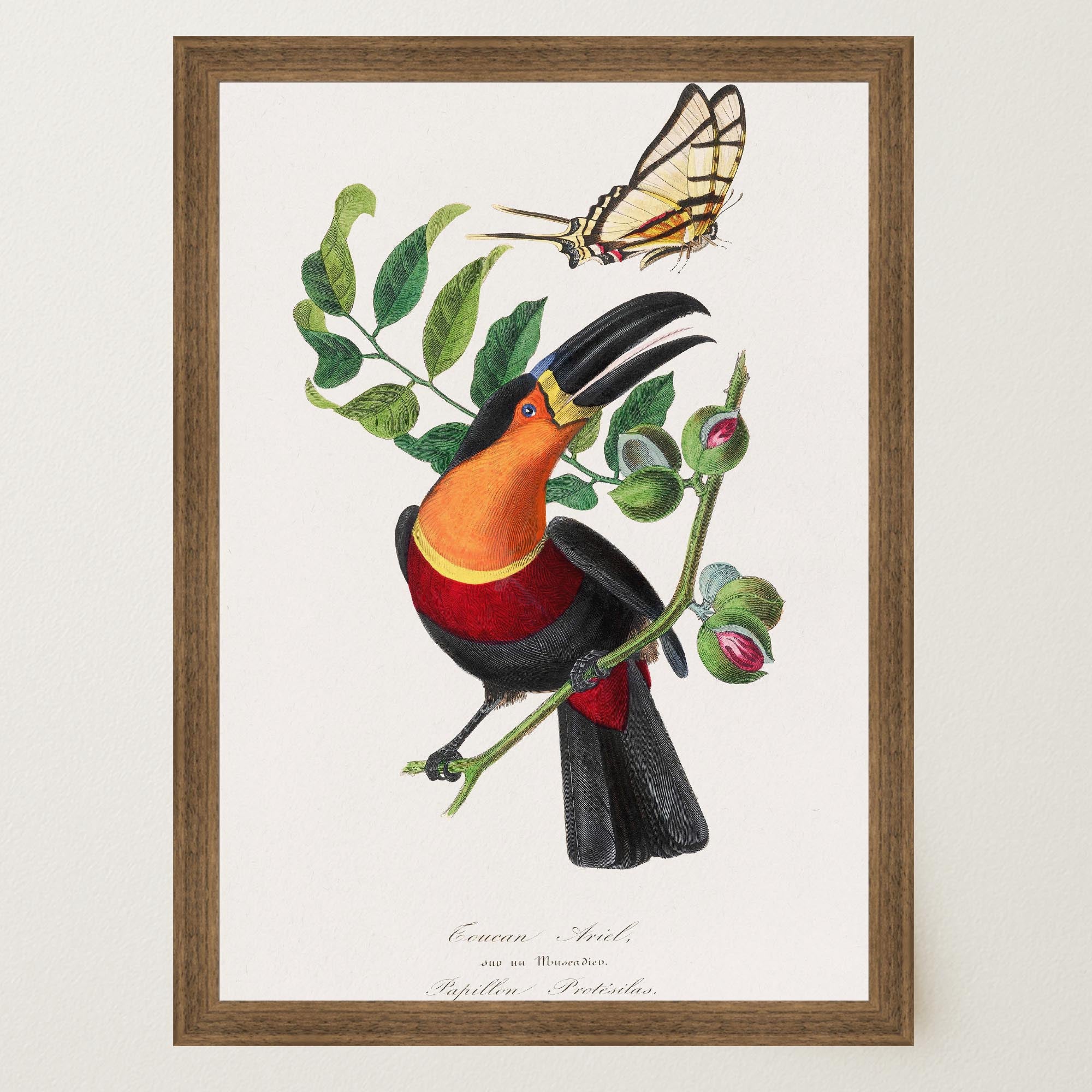 Toucan Tropical Bird Vintage Wall Art Print-Skudaboo