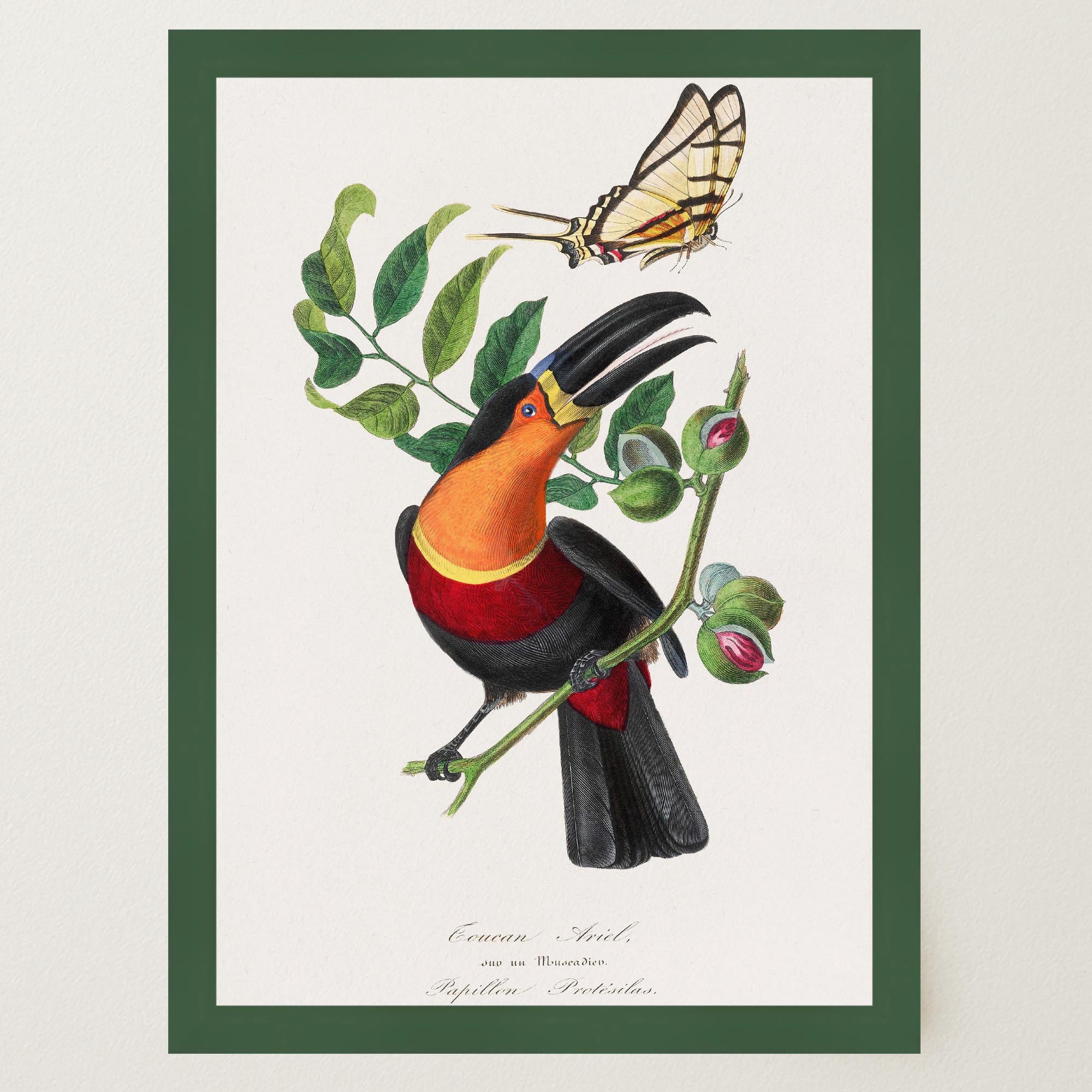 Toucan Tropical Bird Vintage Wall Art Print-Skudaboo