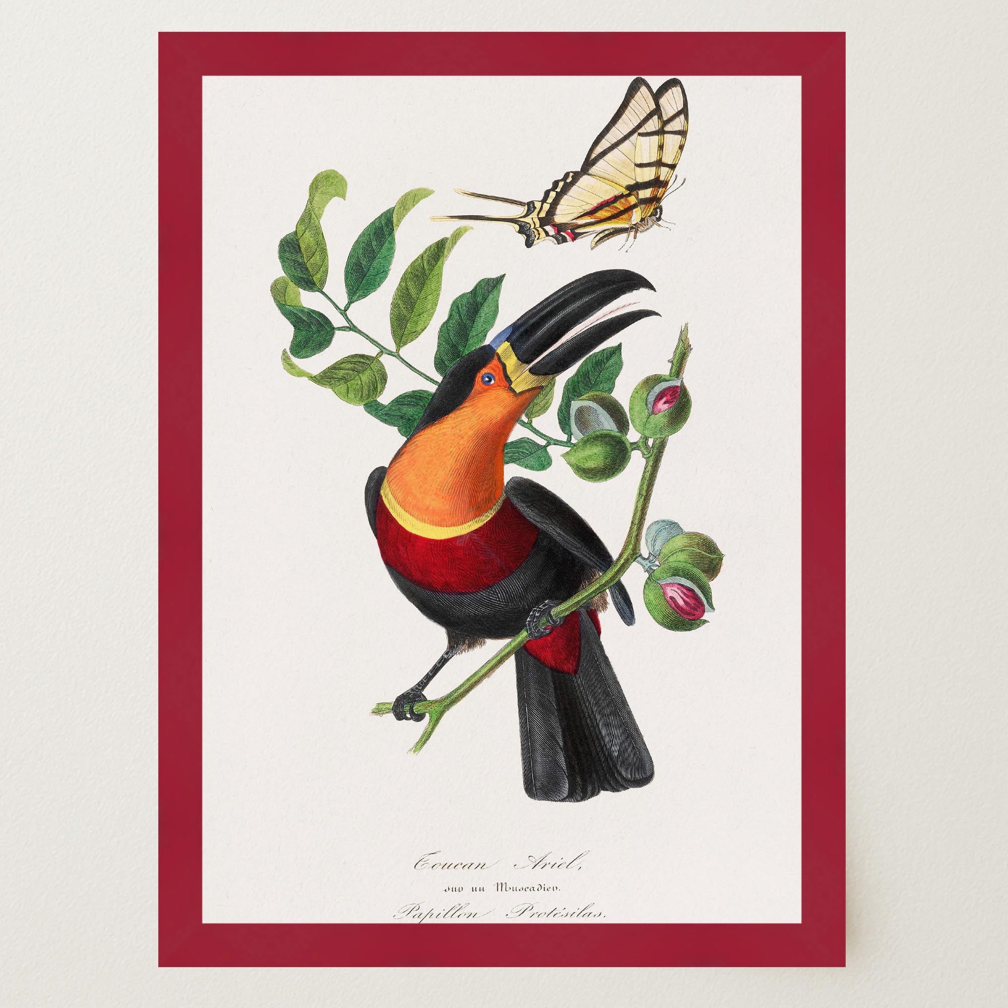 Toucan Tropical Bird Vintage Wall Art Print-Skudaboo