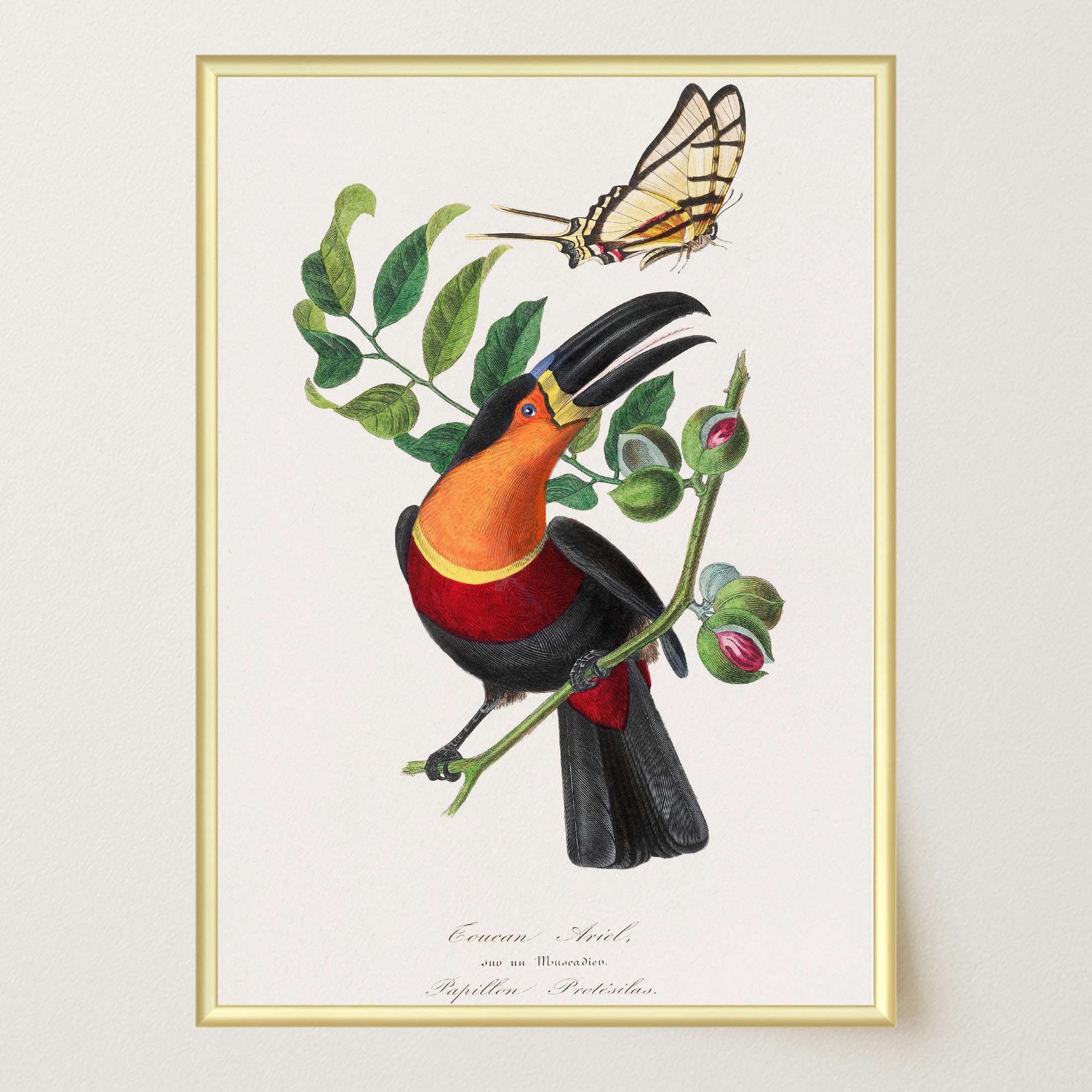 Toucan Tropical Bird Vintage Wall Art Print-Skudaboo