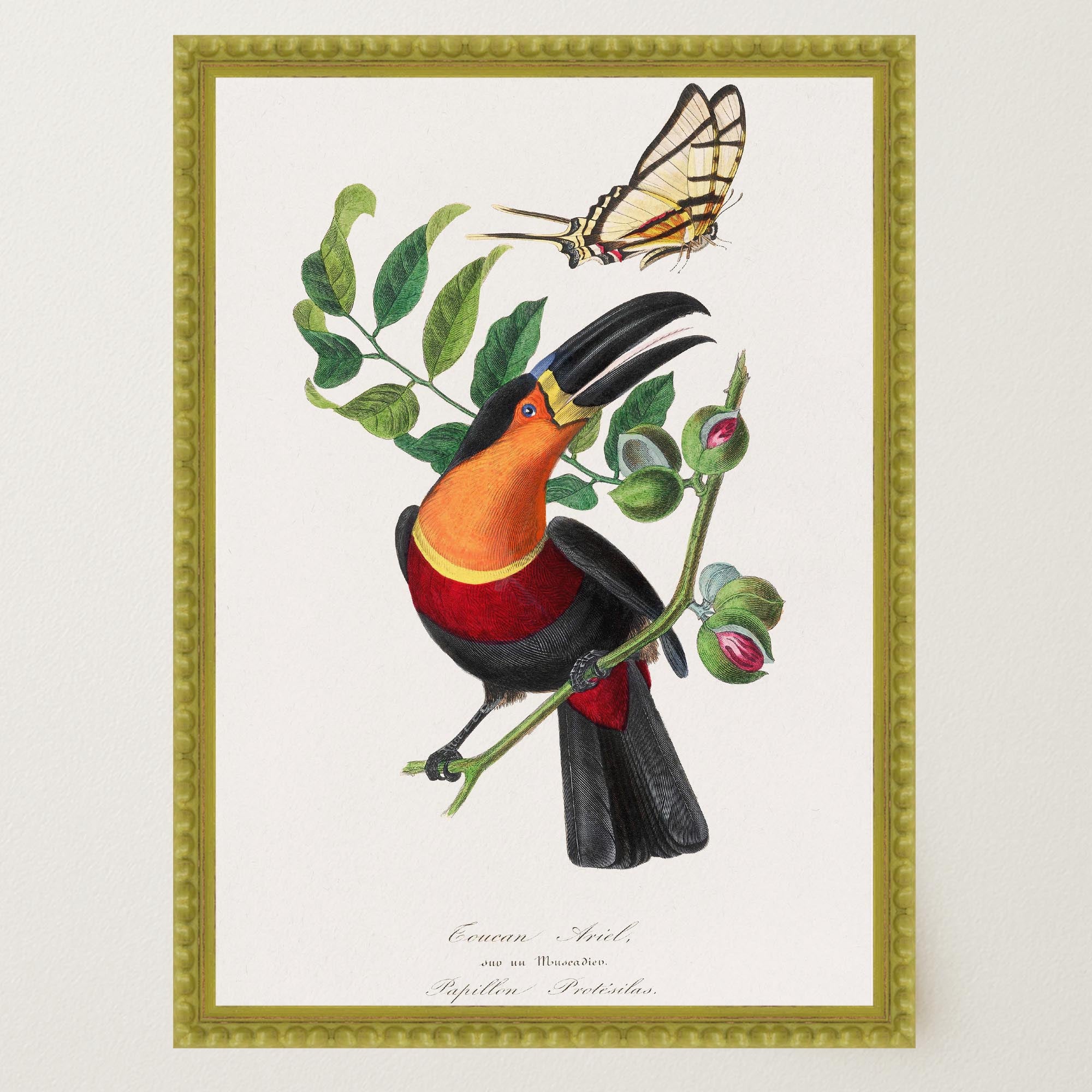 Toucan Tropical Bird Vintage Wall Art Print-Skudaboo