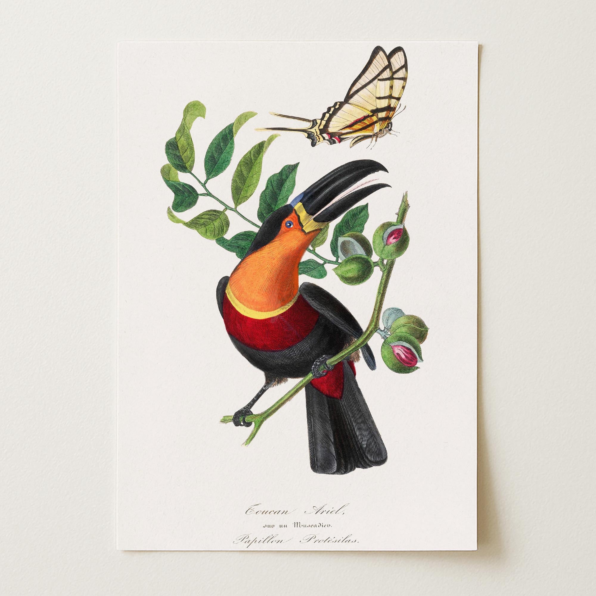 Toucan Tropical Bird Vintage Wall Art Print-Skudaboo