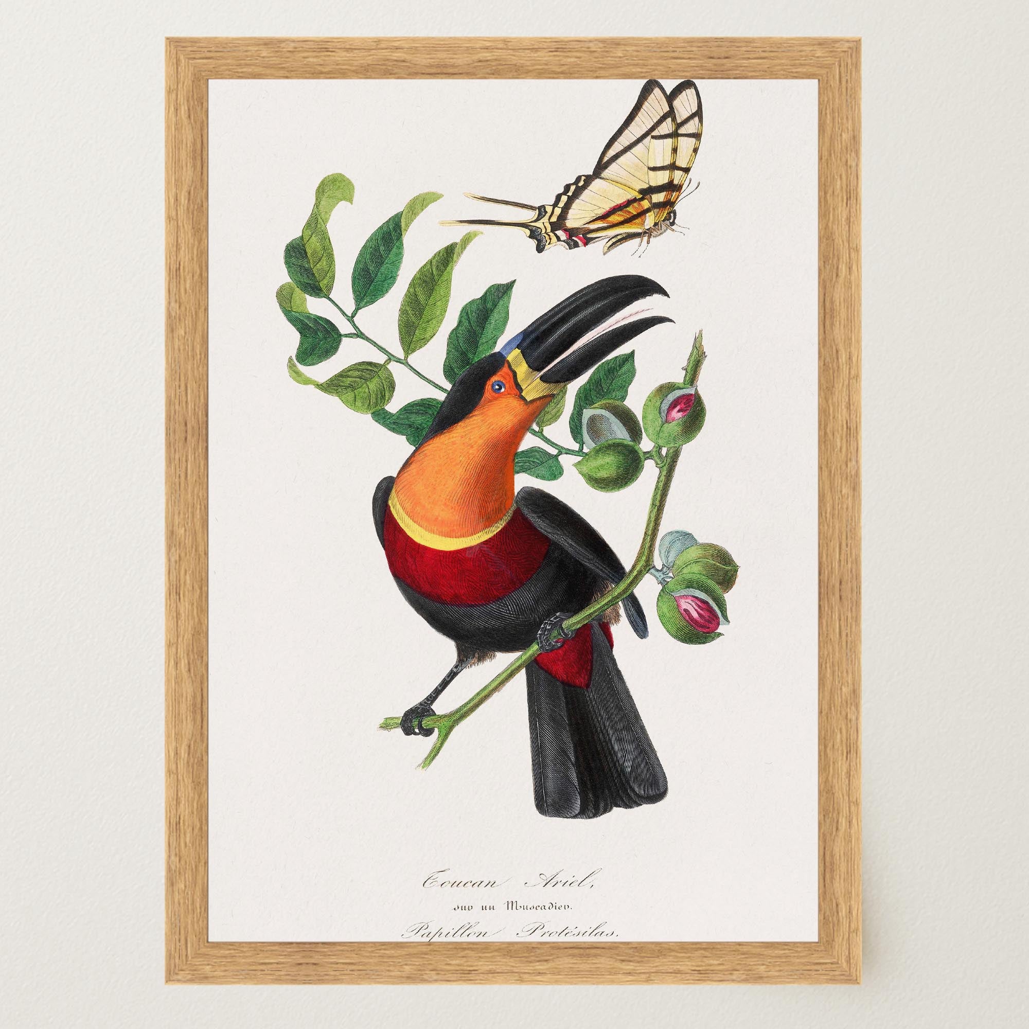 Toucan Tropical Bird Vintage Wall Art Print-Skudaboo