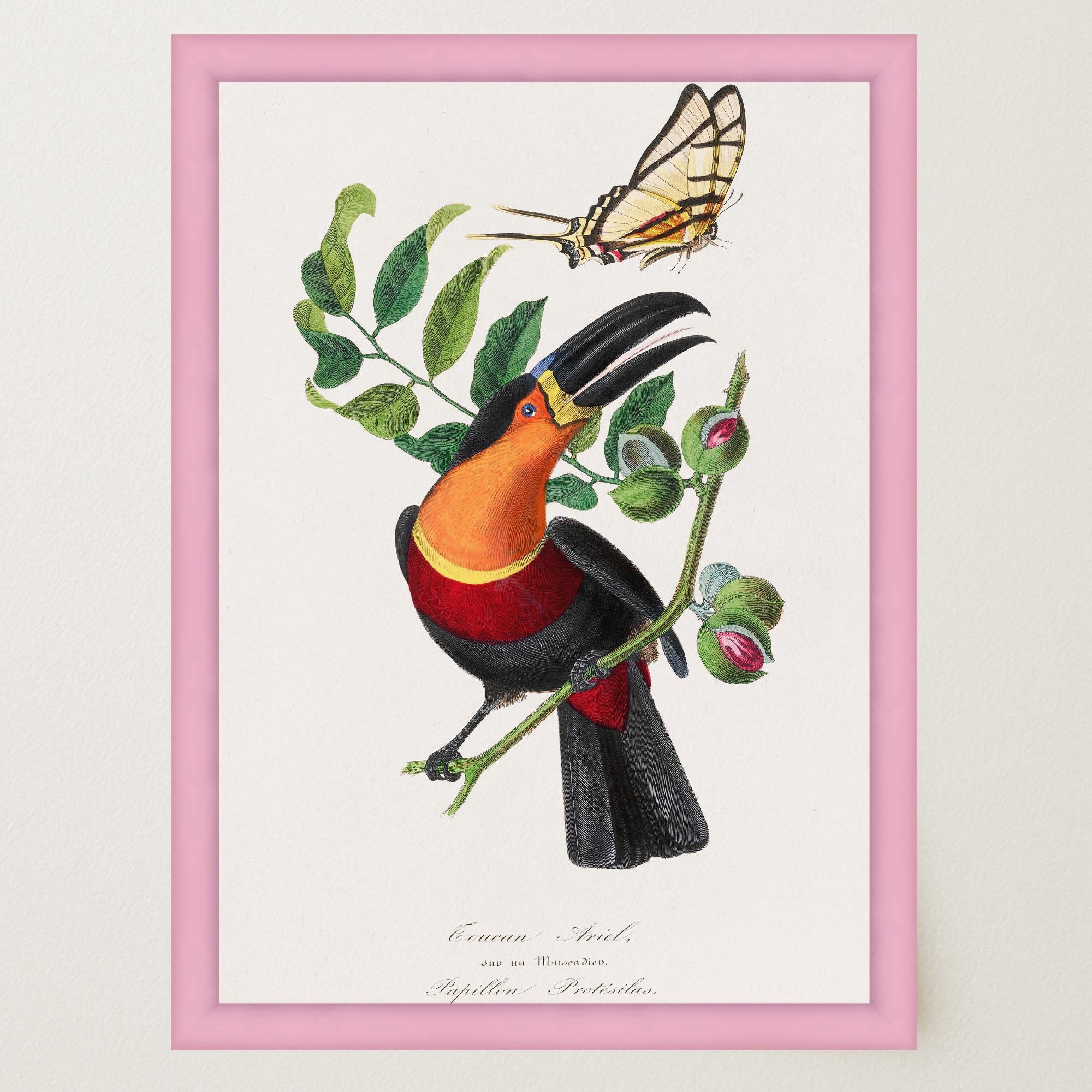 Toucan Tropical Bird Vintage Wall Art Print-Skudaboo