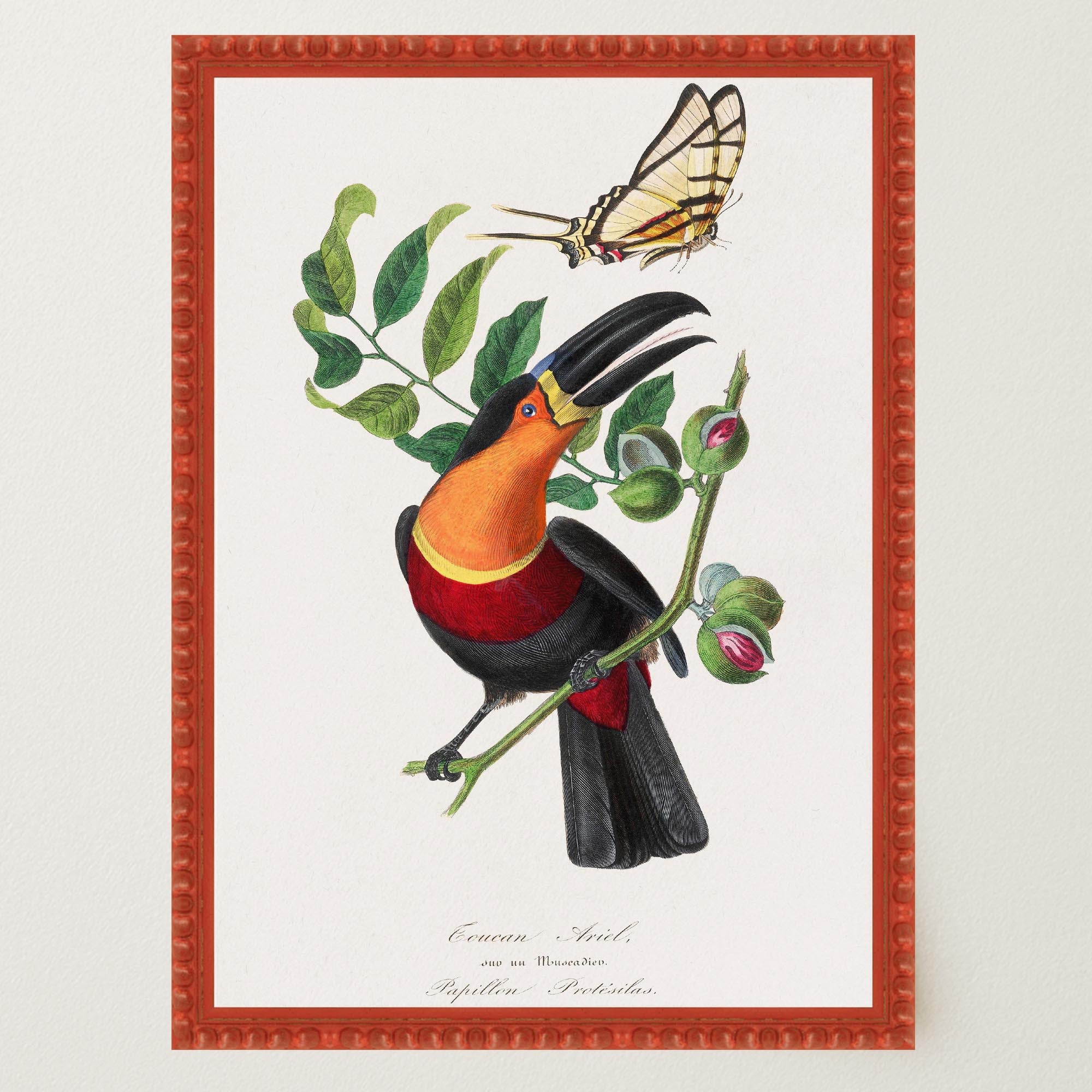 Toucan Tropical Bird Vintage Wall Art Print-Skudaboo