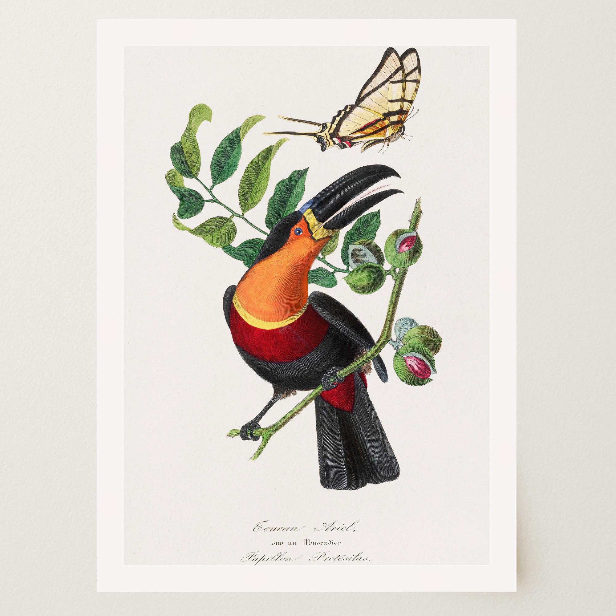 Toucan Tropical Bird Vintage Wall Art Print-Skudaboo