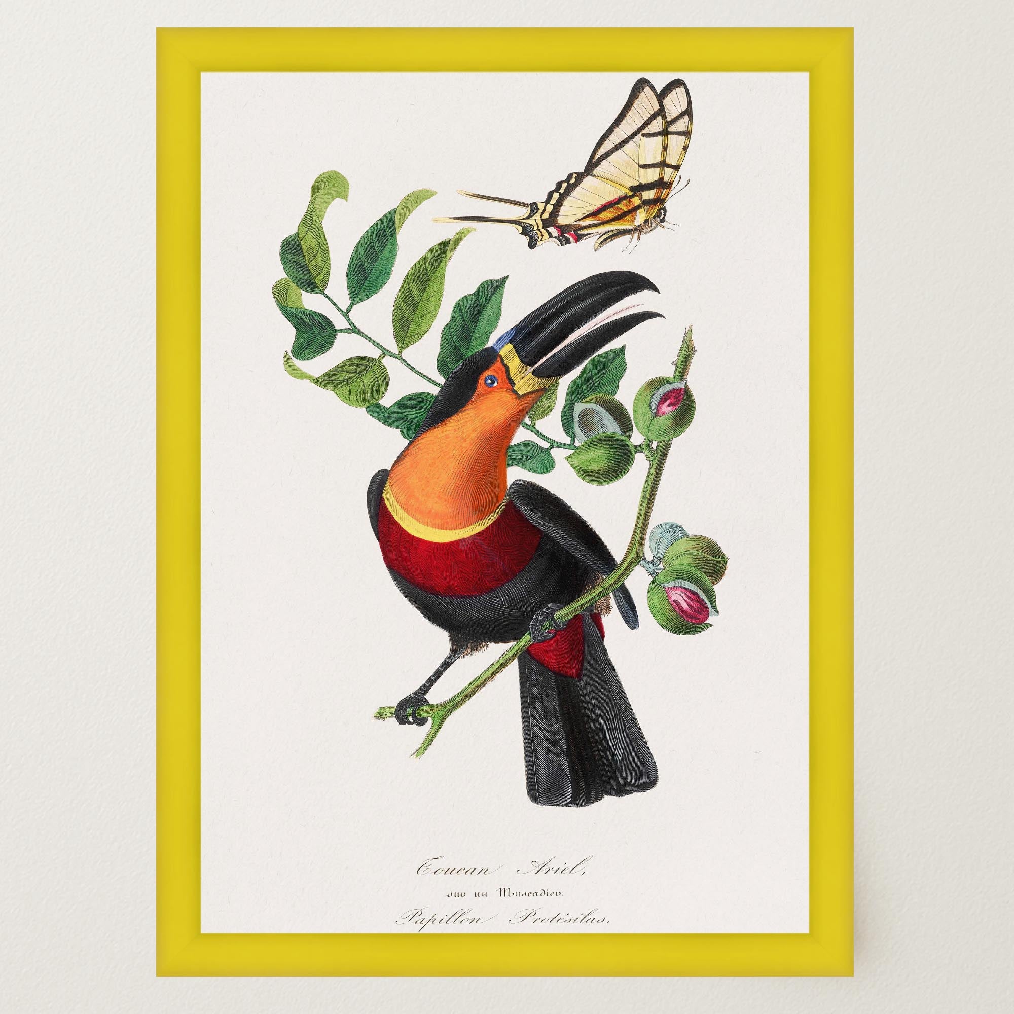 Toucan Tropical Bird Vintage Wall Art Print-Skudaboo