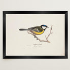 Great Tit Vintage Bird Illustration Wall Art Print-Skudaboo