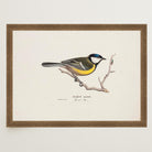 Great Tit Vintage Bird Illustration Wall Art Print-Skudaboo