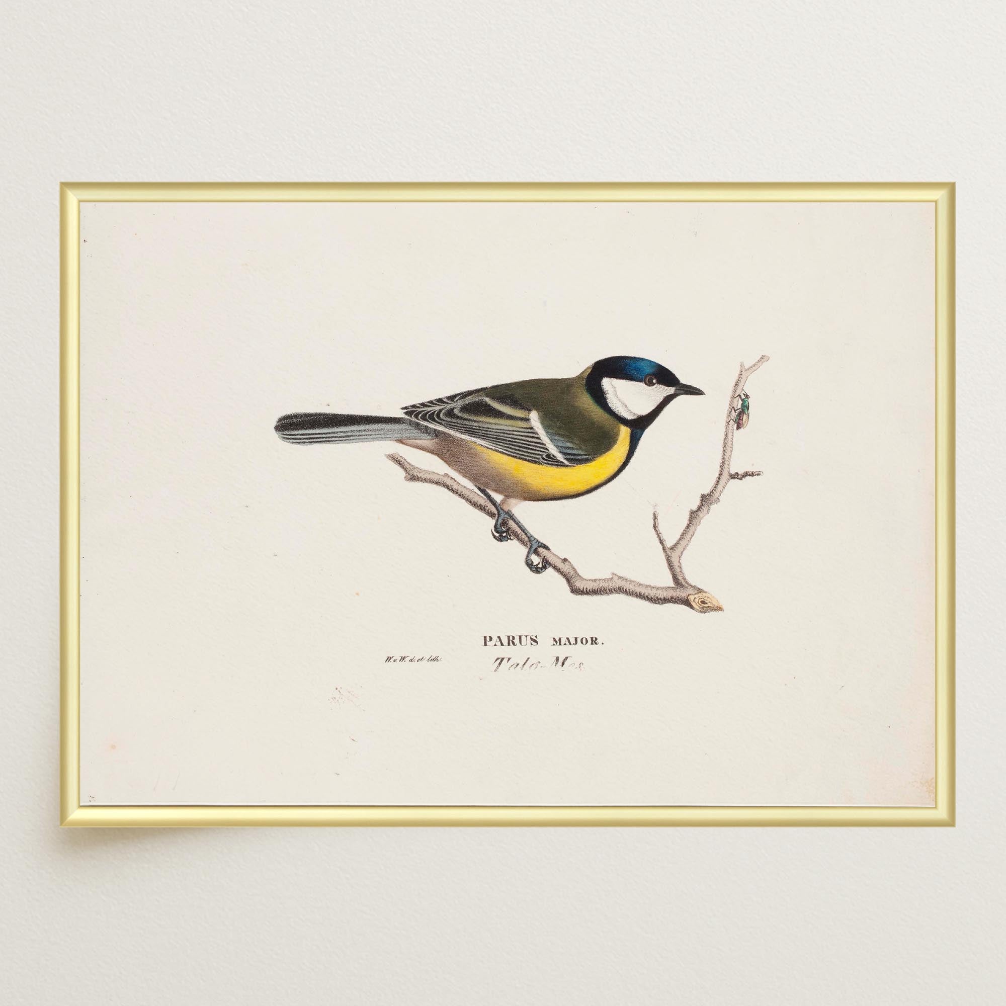 Great Tit Vintage Bird Illustration Wall Art Print-Skudaboo