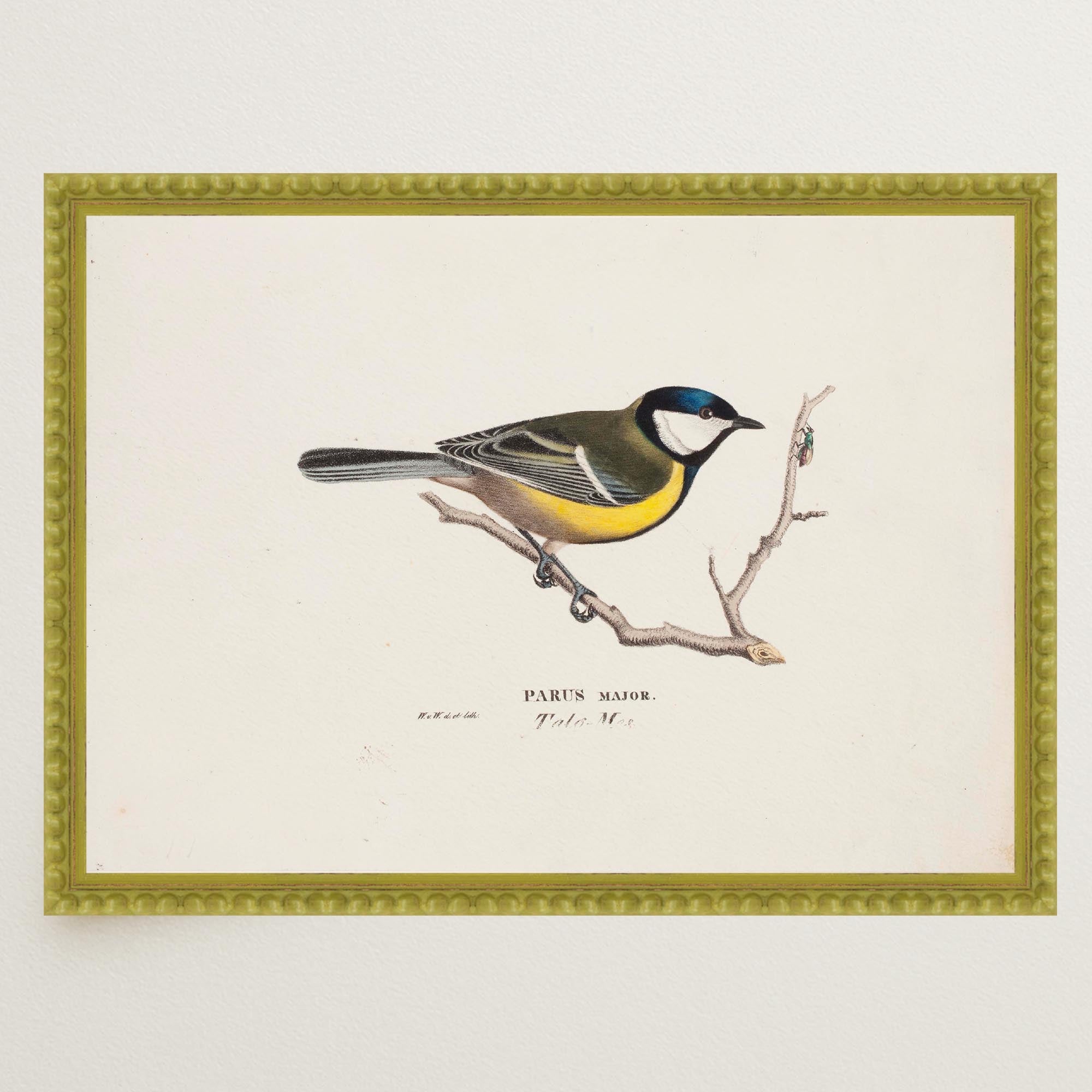 Great Tit Vintage Bird Illustration Wall Art Print-Skudaboo