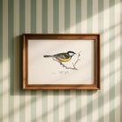 Great Tit Vintage Bird Illustration Wall Art Print-Skudaboo