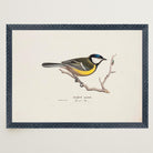 Great Tit Vintage Bird Illustration Wall Art Print-Skudaboo
