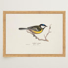 Great Tit Vintage Bird Illustration Wall Art Print-Skudaboo