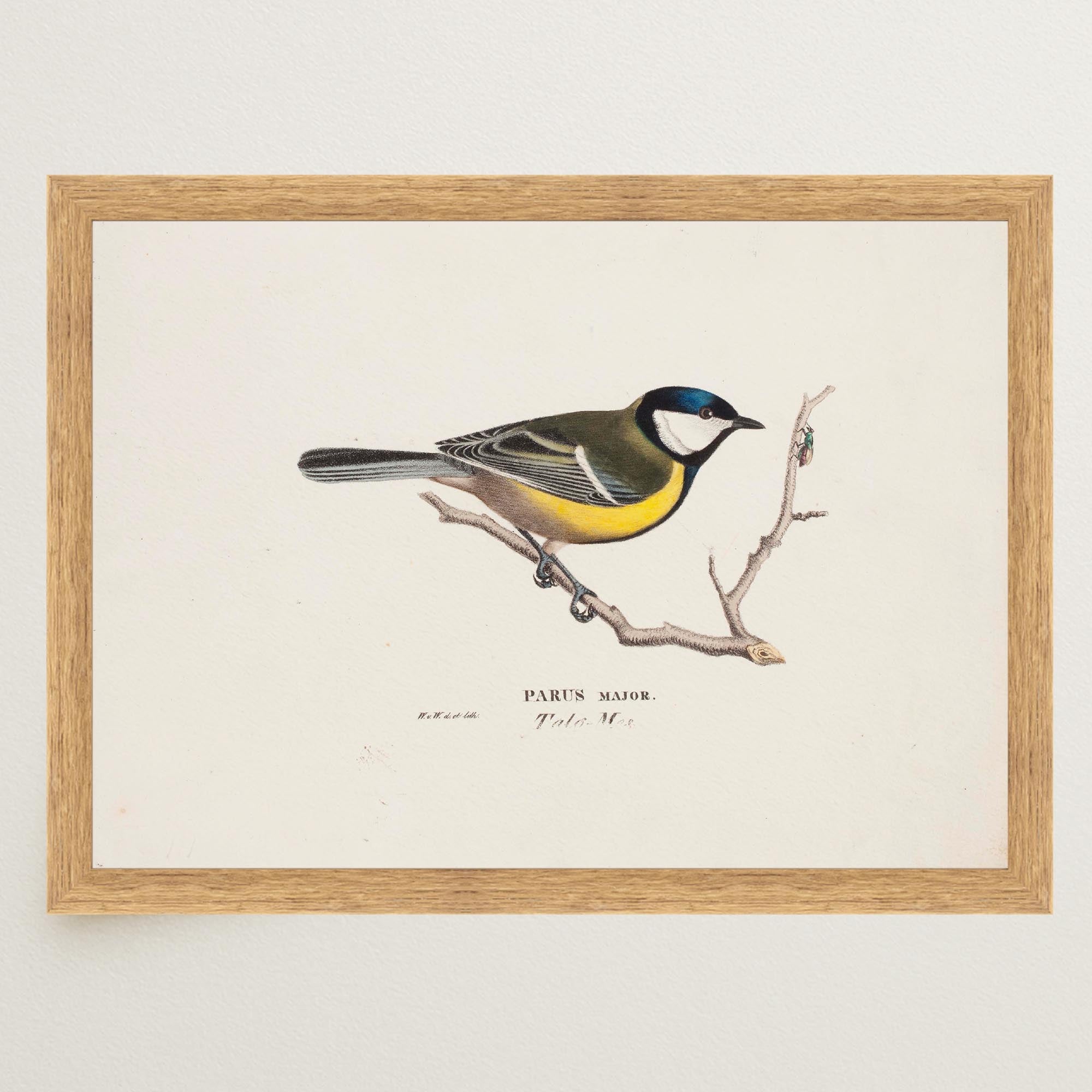 Great Tit Vintage Bird Illustration Wall Art Print-Skudaboo
