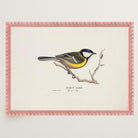 Great Tit Vintage Bird Illustration Wall Art Print-Skudaboo