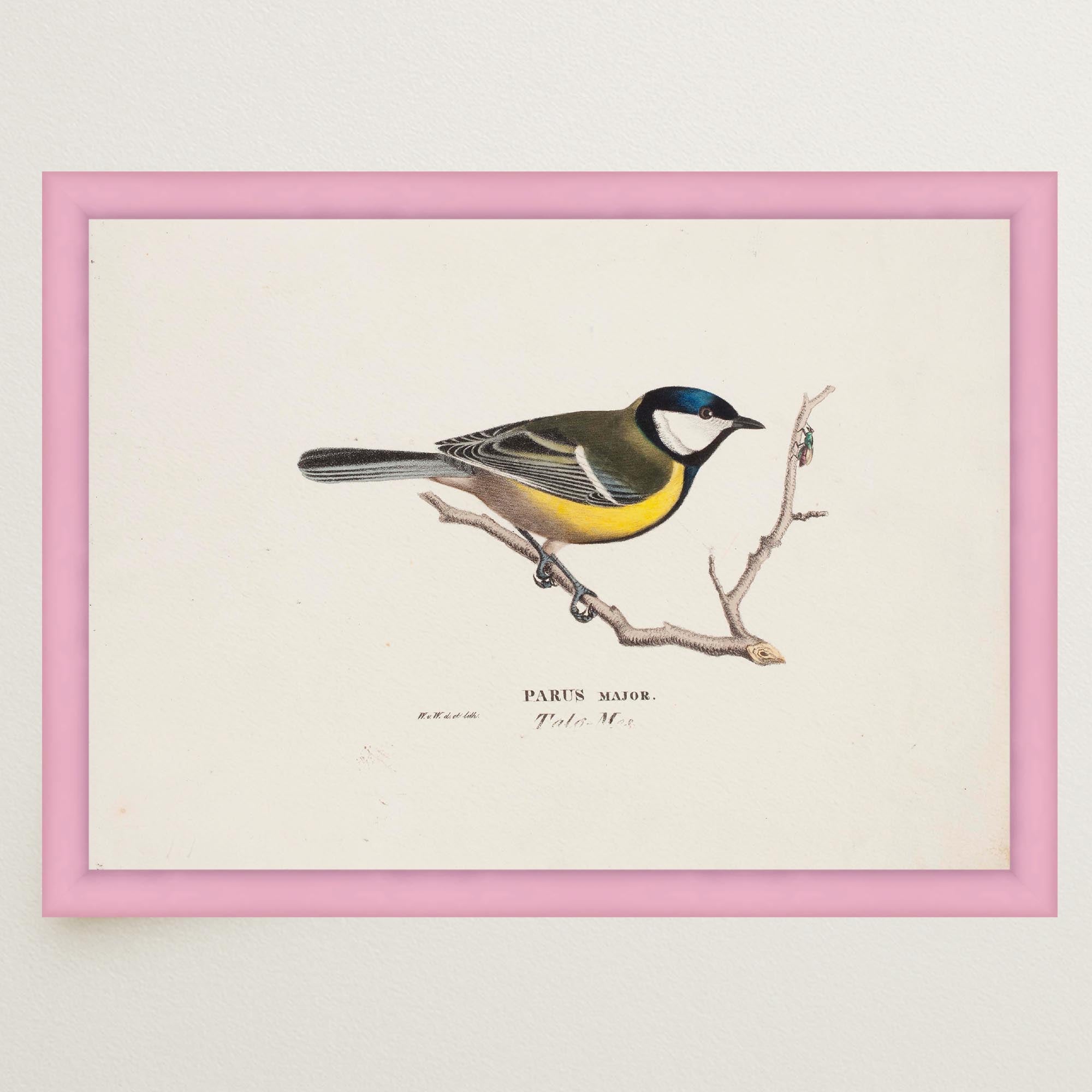 Great Tit Vintage Bird Illustration Wall Art Print-Skudaboo