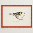 Great Tit Vintage Bird Illustration Wall Art Print-Skudaboo