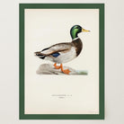 Vintage Duck Wildlife Art Print-Skudaboo