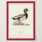 Vintage Duck Wildlife Art Print-Skudaboo