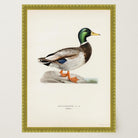 Vintage Duck Wildlife Art Print-Skudaboo
