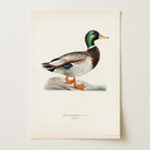Vintage Duck Wildlife Art Print-Skudaboo