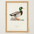 Vintage Duck Wildlife Art Print-Skudaboo