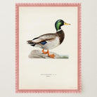 Vintage Duck Wildlife Art Print-Skudaboo
