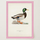 Vintage Duck Wildlife Art Print-Skudaboo
