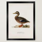 Mallard Duck Vintage Wildlife Wall Art Print-Skudaboo